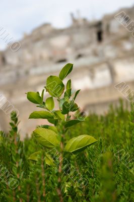view throughout plant on Pompeii city