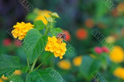 Bee on flower