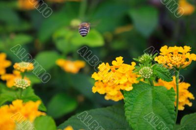 Bee fly over flower