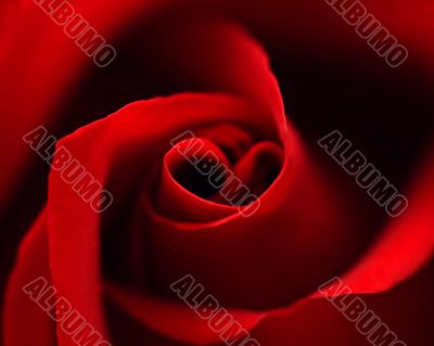 Red rose with heart symbol in center. close-up #1