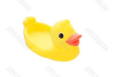 Rubber duck on water