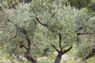 Olive tree branches