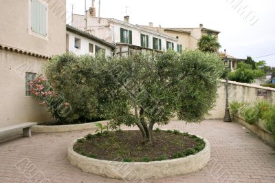 Olive tree