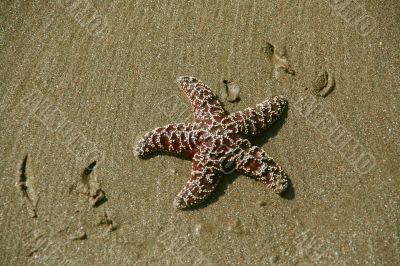 Starfish [sea star] on sandy beach