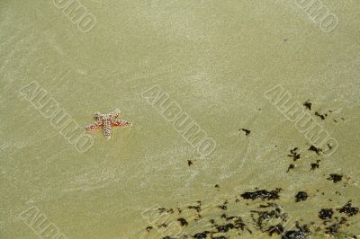 Starfish [sea star] on sandy beach