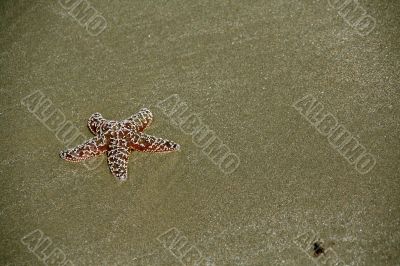 Starfish [sea star] on sandy beach