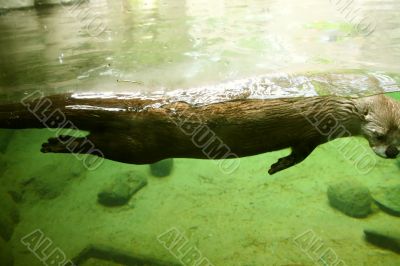 River otter, swimming  underwater