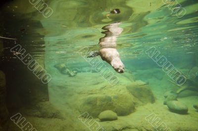 River otter, swimming  underwater