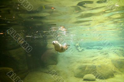 River otter, swimming  underwater