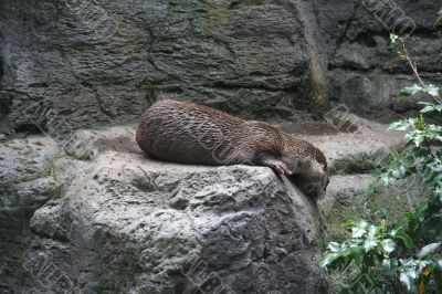 River otter