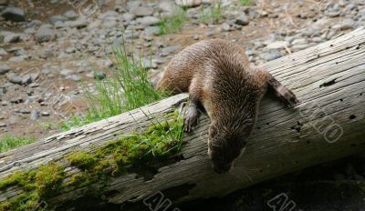 River otter