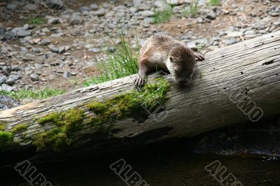 River otter
