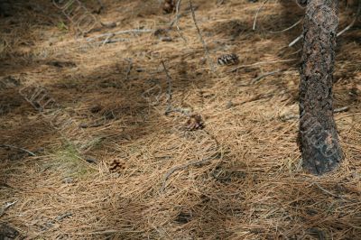 Abstract: lodgepole pine needles on forest floor