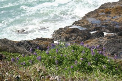 Lupine