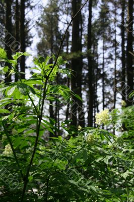 Underbrush