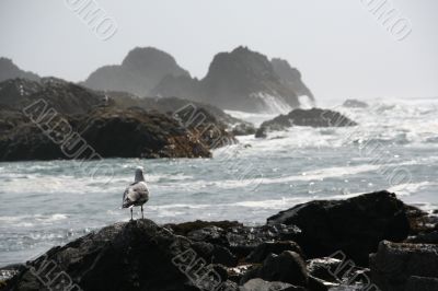 Western gull watching the tide