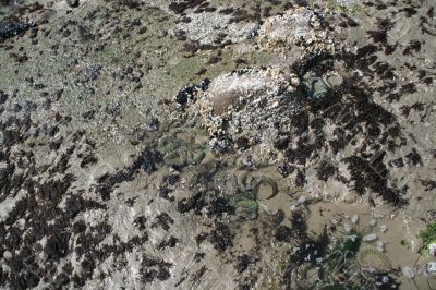 Tide pool