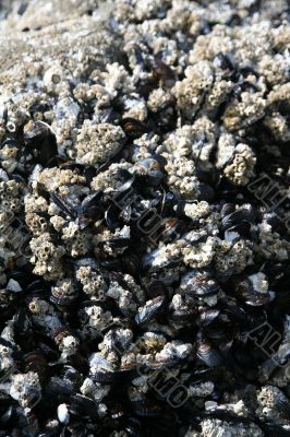 Abstract, mussels and barnacles