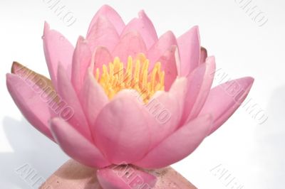 pink water lily roze water lelie