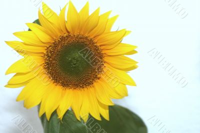 Zonnebloem Sunflower