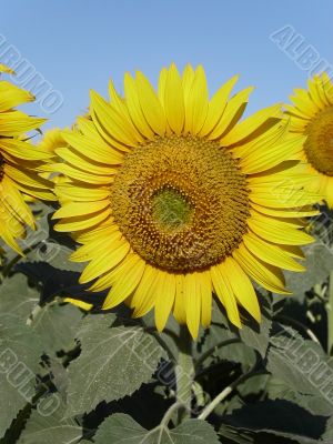 sunflower