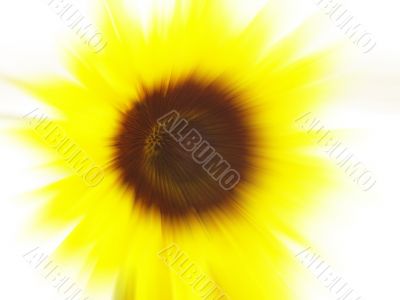 Sunflower blur