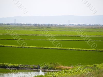 Rice Growing California