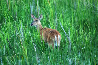 Deer in a Meadow