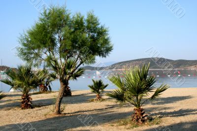 Sea and palms