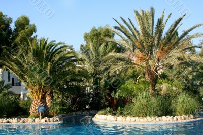 Palms and pool