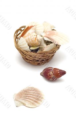 sea shell