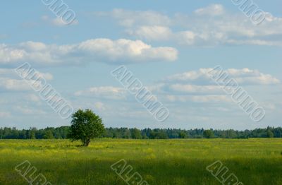 lonely tree standind in th? field