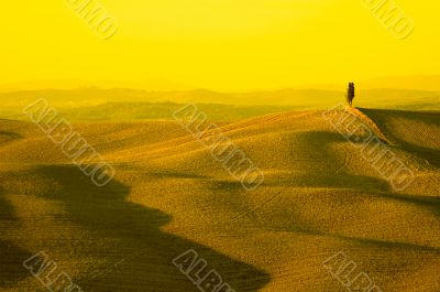 yellow tuscany