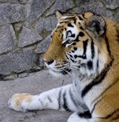 tiger