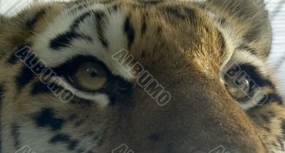 tiger eyes