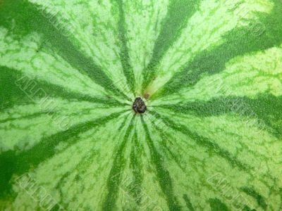 watermelon rind background