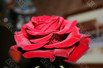 Big velvet red rose