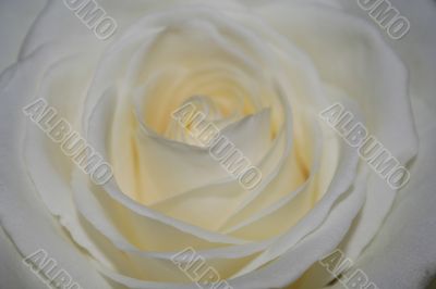 Macro of big white rose