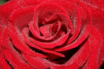 Macro of red rose with water drops on its petals