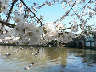 cherry blossoms 10 of Washington, DC