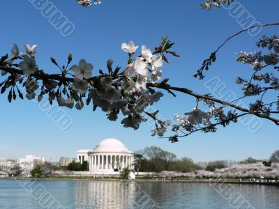 cherry blossoms 9 of Washington, DC