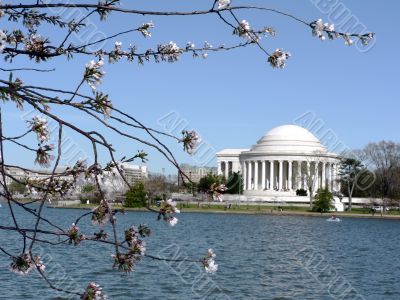 cherry blossoms 4 of Washington, DC