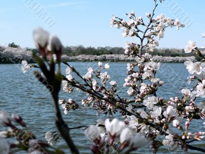 cherry blossoms 6 of Washington, DC