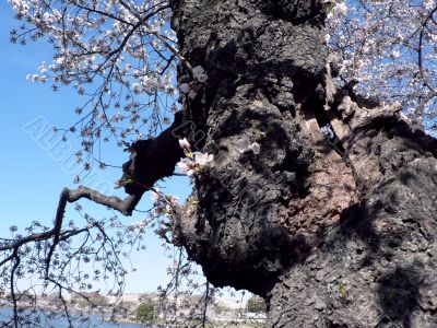 cherry blossoms 8 of Washington, DC