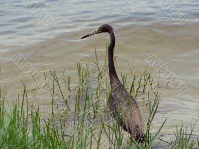 bird egret 2
