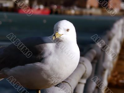 seagull  portrait - perched on pole