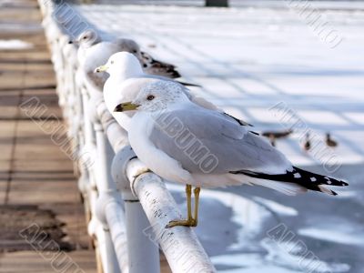 seagulls - perched on pole