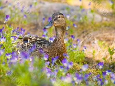 Female mallard