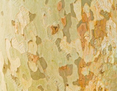 Tree texture