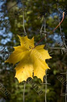 autumn goes on